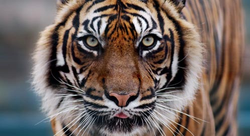 tiger tigers defenders help wildlife dirk freder isp