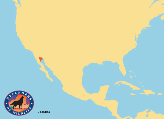 Vaquita Range Map