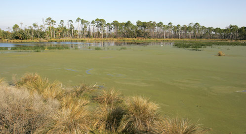 Basic Facts About Wetlands