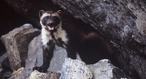 Wolverine, © Ken Curtis
