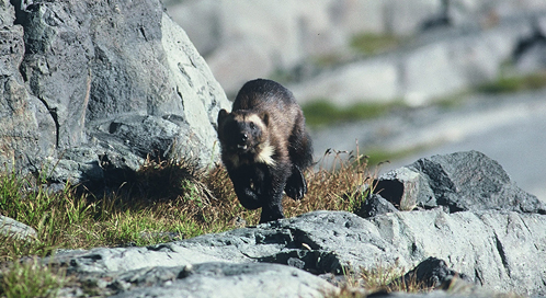 Wolverine, © Kevin Curtis