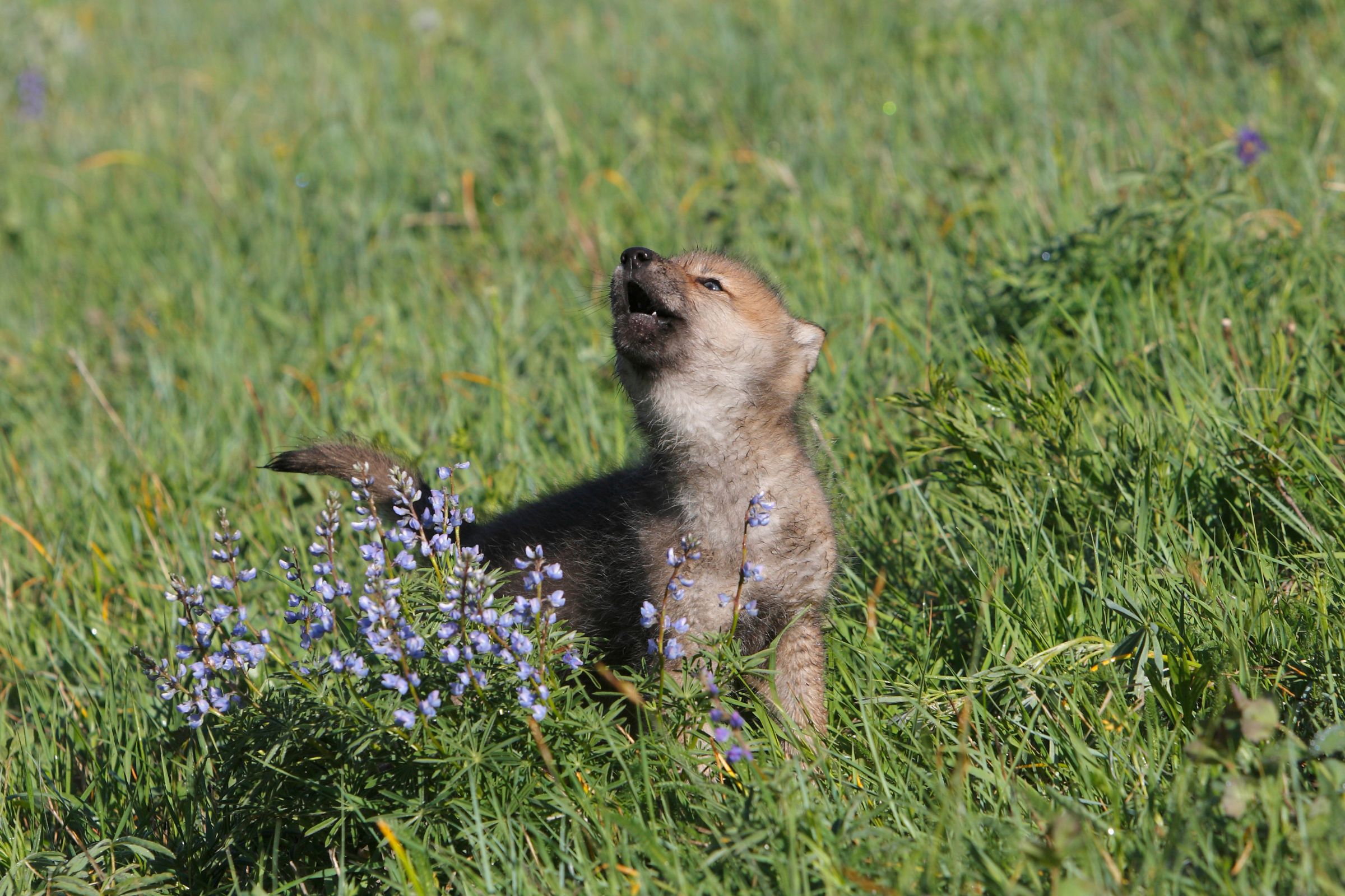 young wolf pup howling next to wildflowers