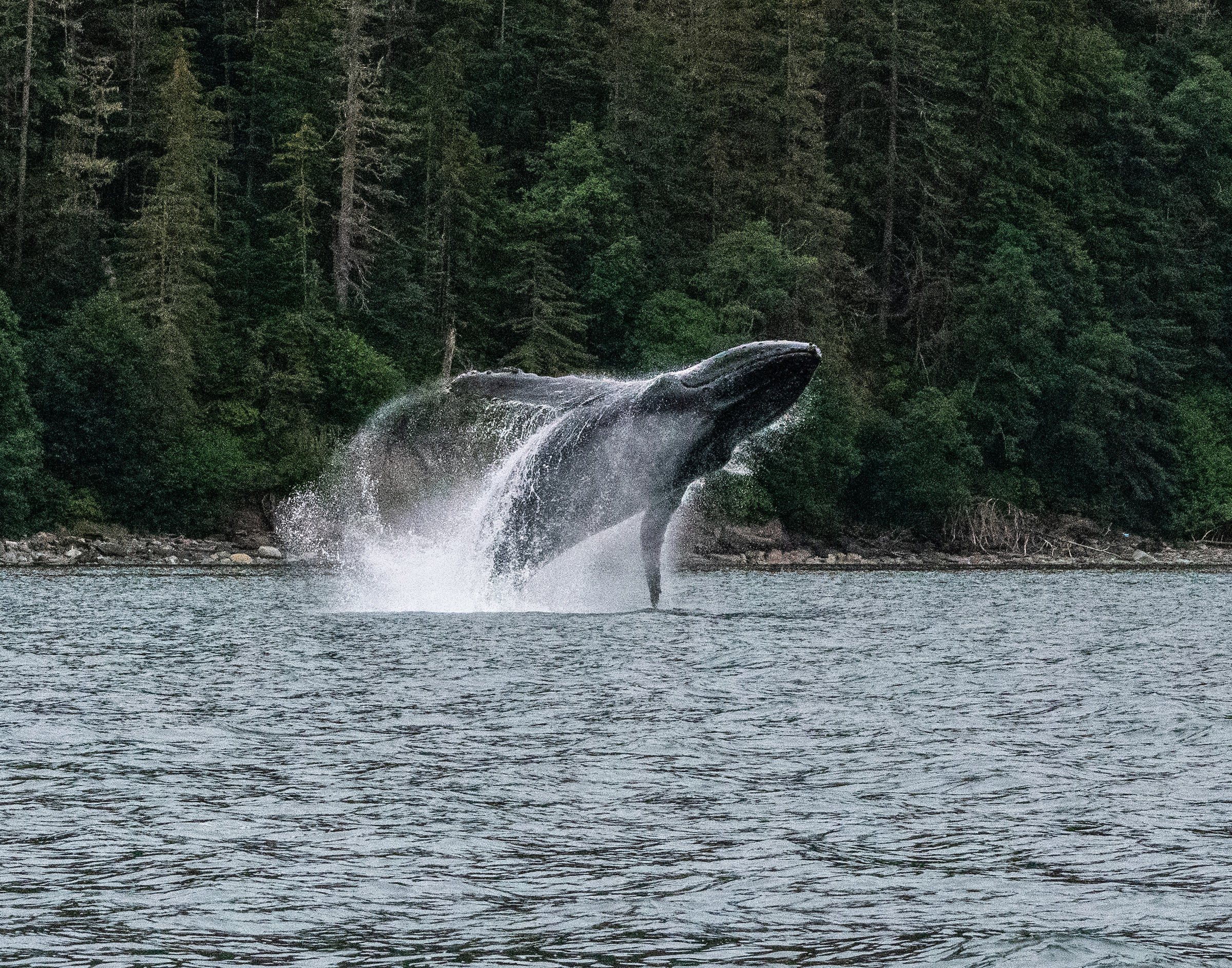 whale braching