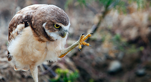 burrowing-owl-ian-phelps-dpc.jpg
