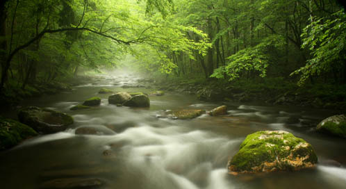 forest-smokey-mountains-national-park-trisha-flaherty-dpc.jpg