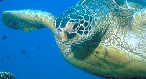 Green Sea Turtle, © NOAA