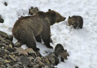 Bear Awareness Week | Defenders of Wildlife