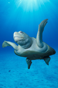 Sea Turtle, © Doug Perrine