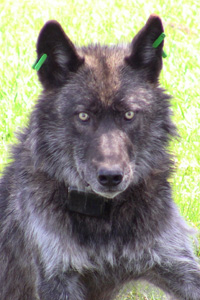Wolf, Photo: Oregon Department of Fish and Wildlife
