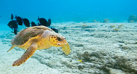 Sea turtle, © Masa Ushioda / seapics.com