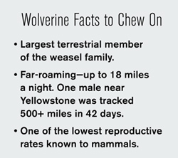 Wolverine facts to chew on