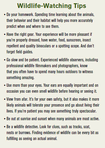 Wildlife Tips