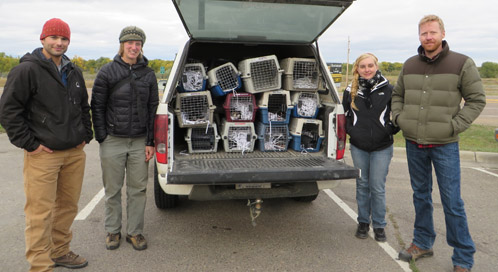 Defenders&#039; staff get ready to release black-footed ferrets. From left: Russ Talmo, Kylie Paul, Charlotte Conley and Jonathan Proctor, 