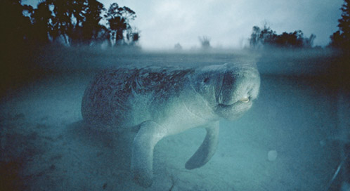 Green Sea Turtle, © NOAA