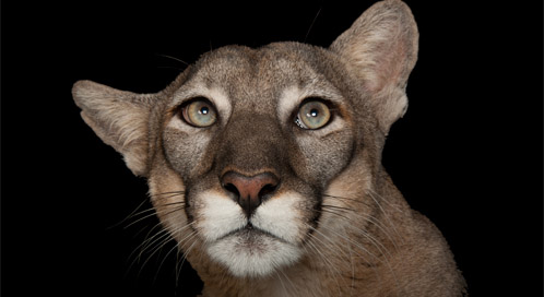 Florida Panther (captive), © Joel Sartore