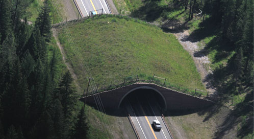 Soaring Success: Montana Wildlife Crossings | Defenders of Wildlife