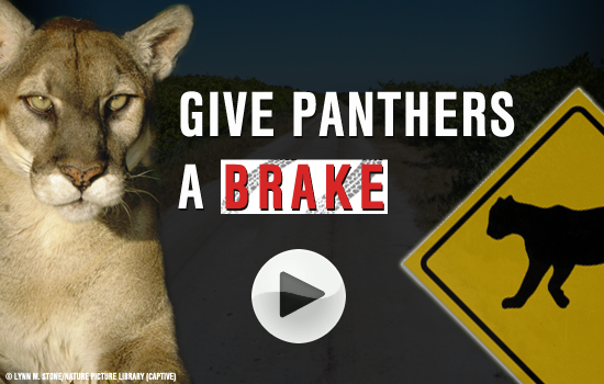 Give Panther a Brake!