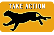 Take Action for Florida Panthers