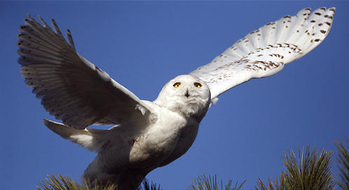 Snowy Owl Eating
