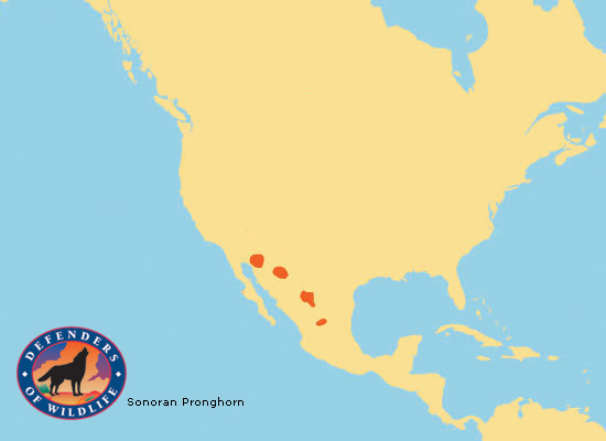 Sonoran Pronghoen Range Map