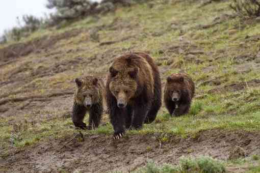 Grizzly bear with cubs 