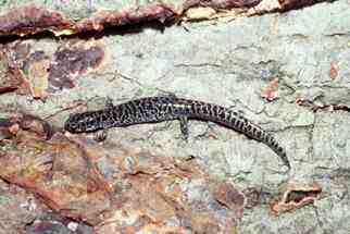 Reticulated flatwoods salamander 