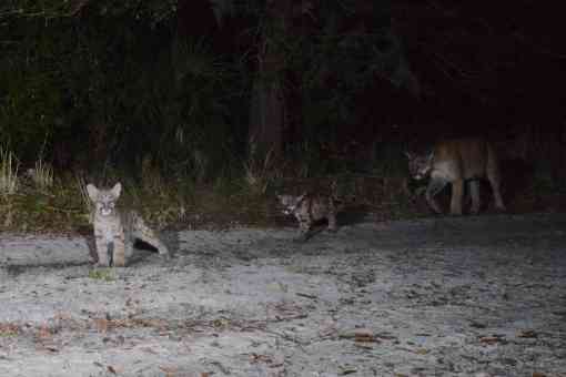 Florida panther family caught on night trap cam 