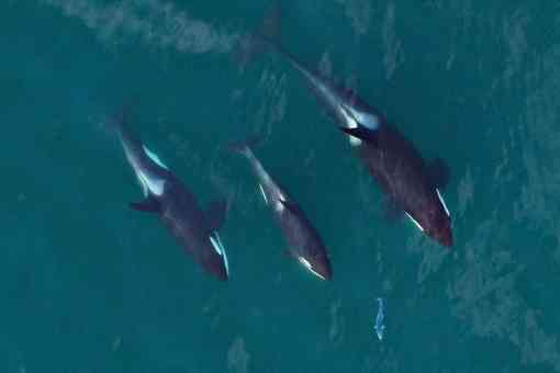 A family group of southern resident orcas chasing a salmon 