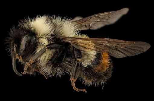 Male rusty patched bumble bee