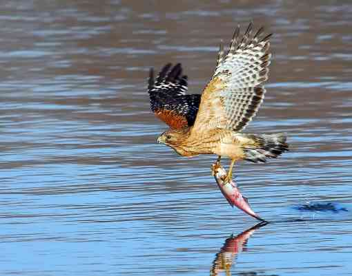 Red-shouldered hawk catching a fish