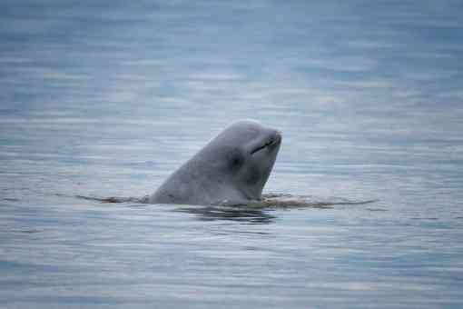 Cook Inlet beluga whale