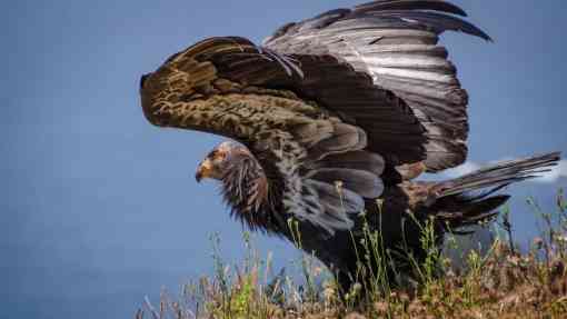 California Condor Take Off - Big Sur - California 
