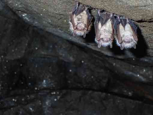 Roosting trio of tricolored bats