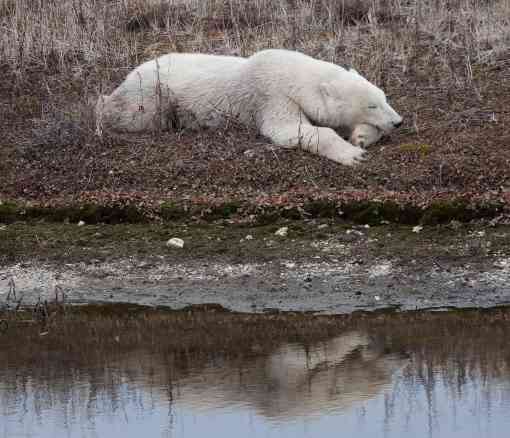 Sleepy Polar Bear - Churchill - Manitoba - Canada