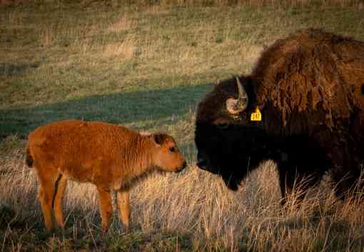 Bison calf with Mom on SPLT
