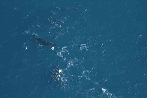 Entangle North Atlantic Right Whale