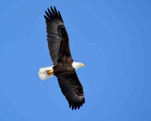 Soaring Bald Eagle - Neenah - Wisconsin