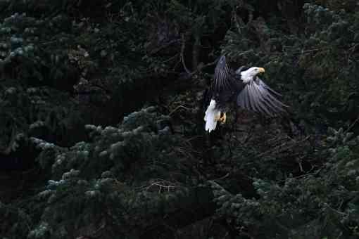 Eagle Flying - Alaska