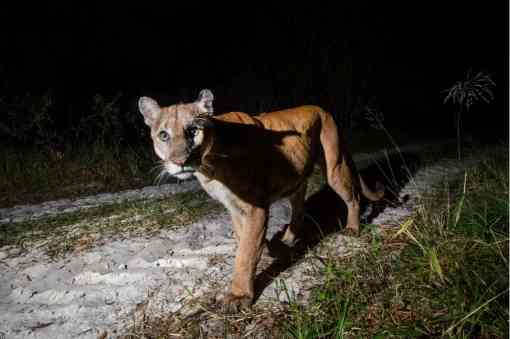 2019.08.07 - Florida Panther looking straight at camera - MS 45 - fStop Foundation 