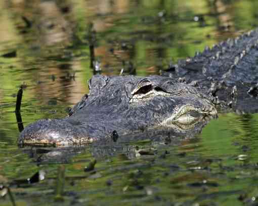 2011.03.20 - Watchful Alligator - Everglades National Park - Florida - Kelly Hunt