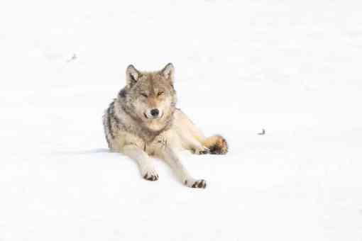 2021.03.27 - Gray Wolf Laying in Snow - Yellowstone National Park - Wyoming - John Morrison