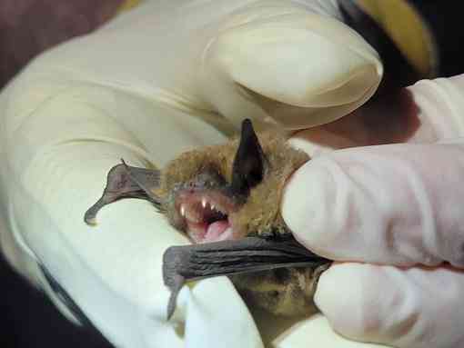 23.06.29-Bat Being Held for Observation - Tory Ash-DOW