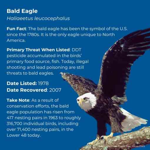 Bald Eagle Fact