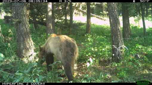 A trail camera shot of a grizzly bear sniffing a tree in a wooded area. The ground is covered in a variety of vegetation and there appears to be a wire fence hung across the trees in front of the bear. The grizzly bear is light brown and tan, and is facing away from the camera.