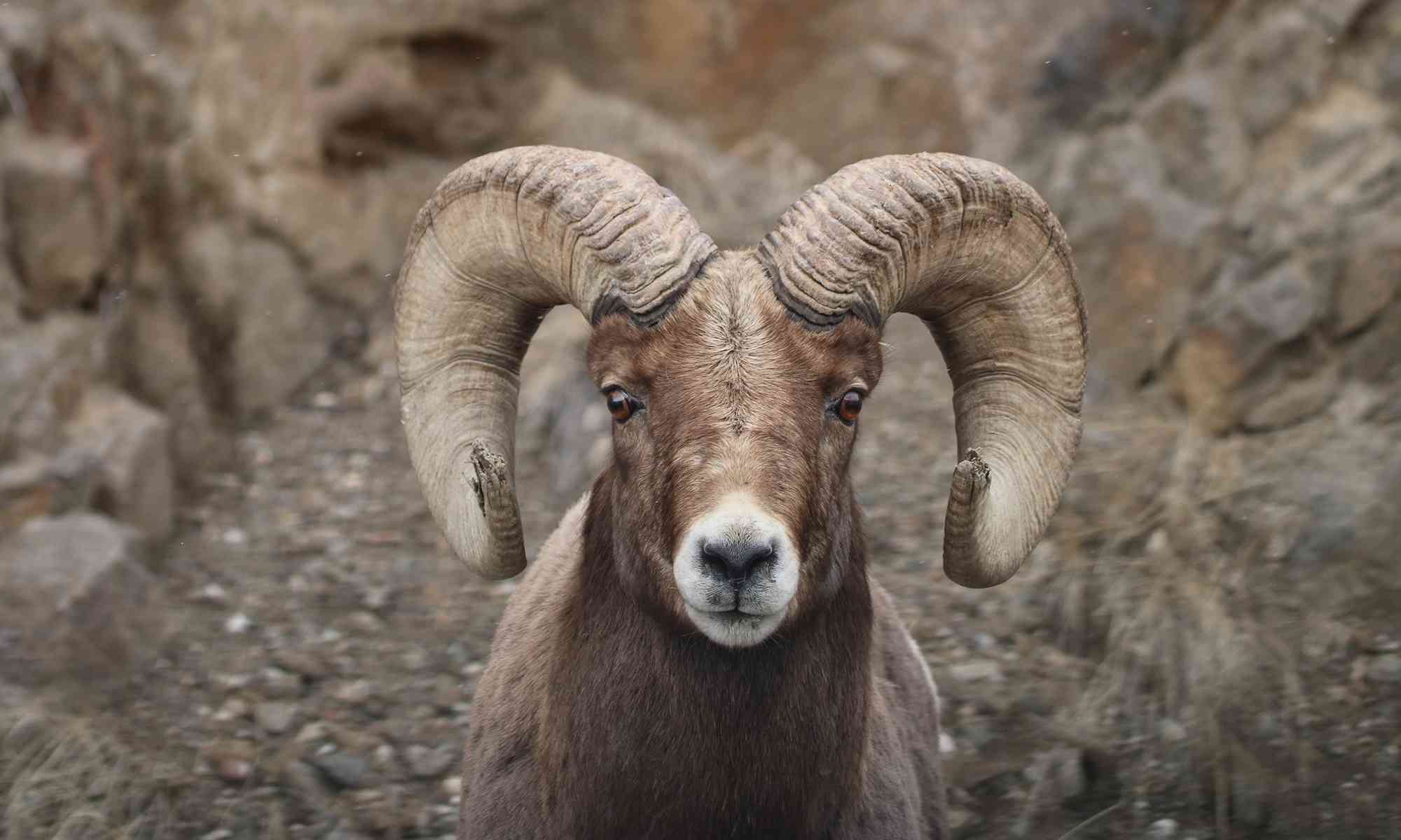 Bighorn Sheep Montana