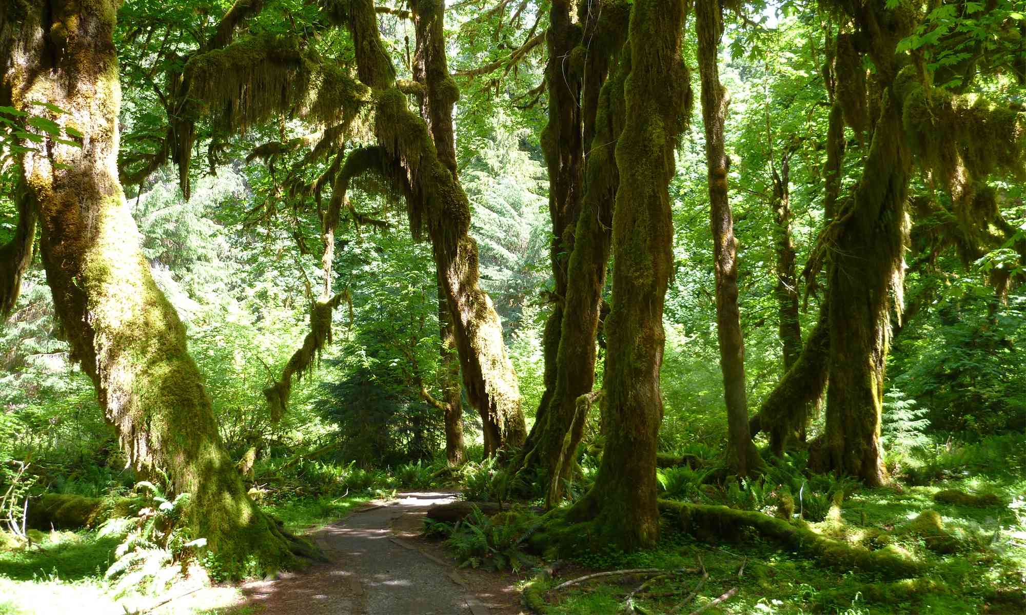 Temperate Rainforest Olympic NP