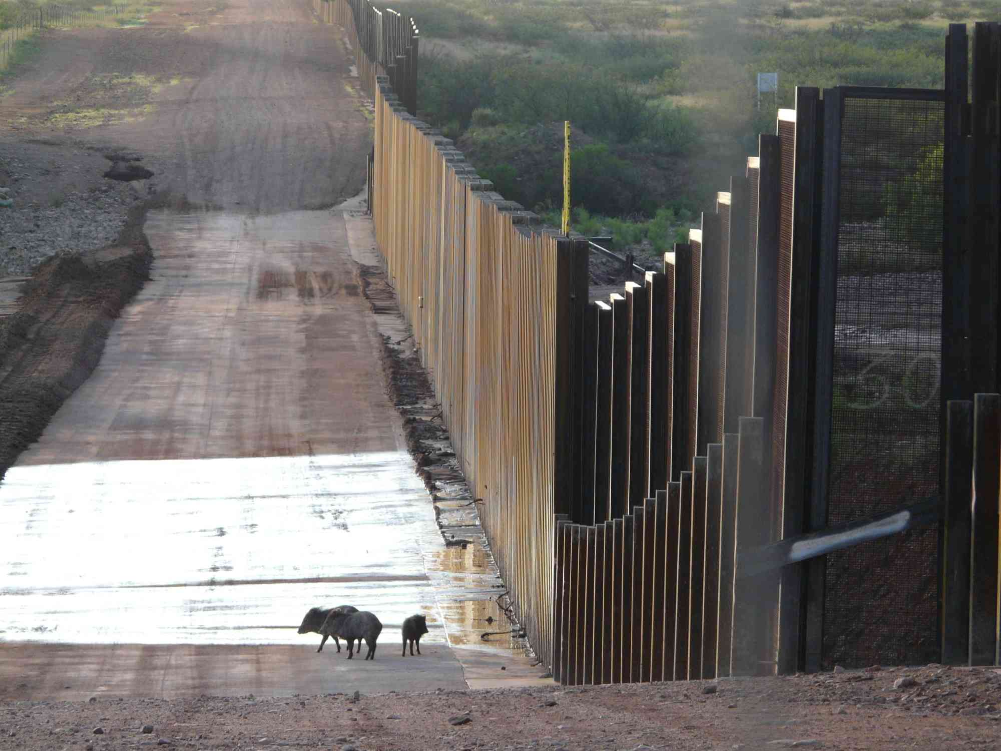 Border wall javelina