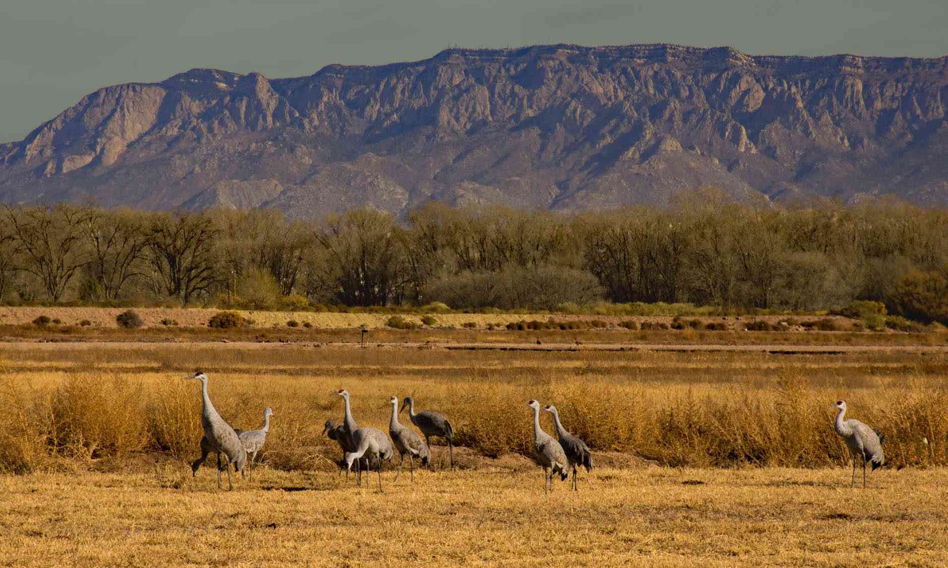 Sandhill cranes in field in Valle de Oro NWR 