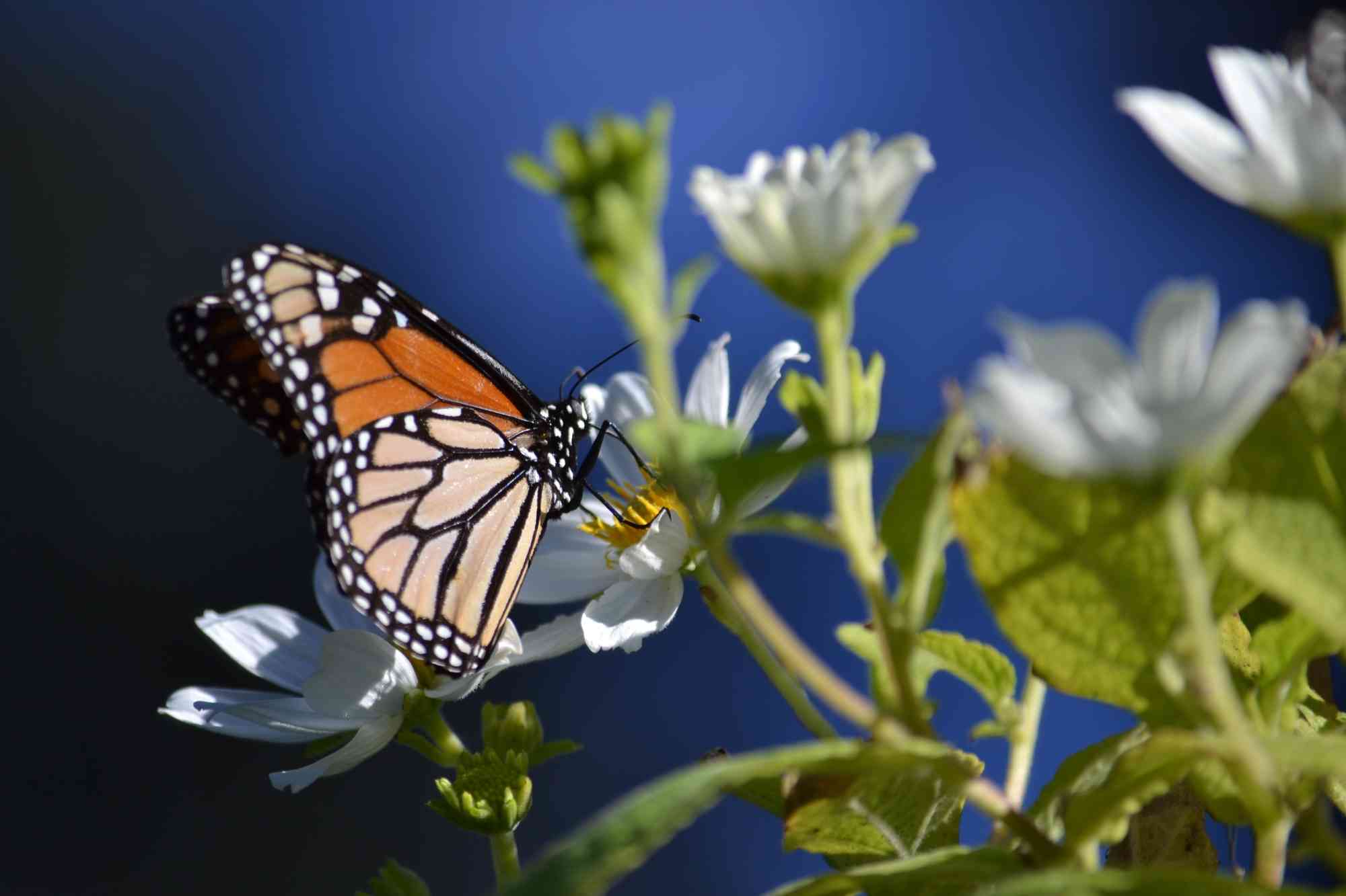 Monarch butterfly on white flower in California