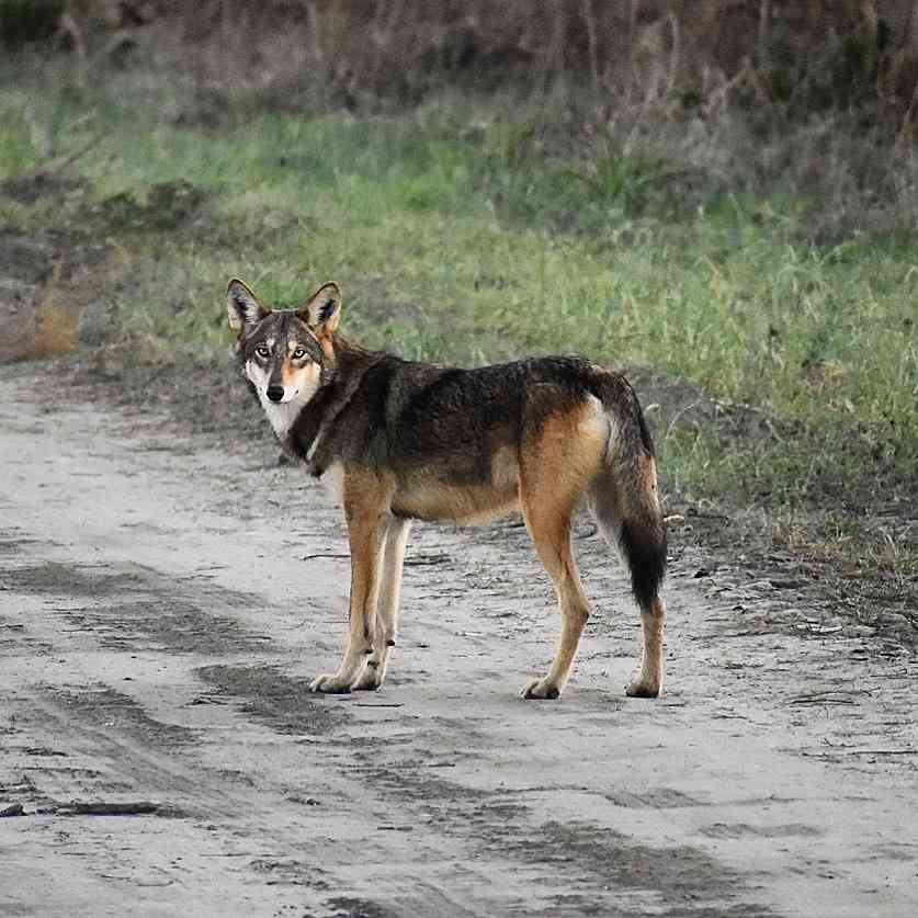 Red wolf in Alligator River NWR